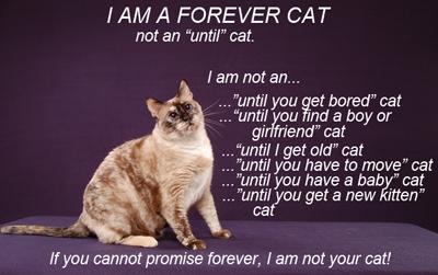 Forever Cat